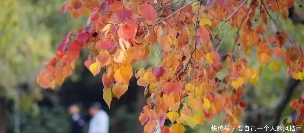 美景|请跟我来，看看咱泉山的山，真的是不负美景不负卿！