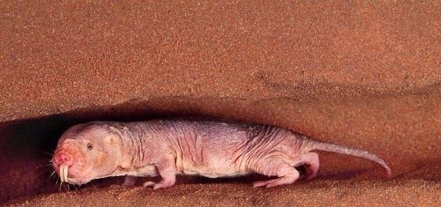 裸鼹鼠|“永生不老”的动物!拥有超强癌症免疫力,人类能否借鉴?