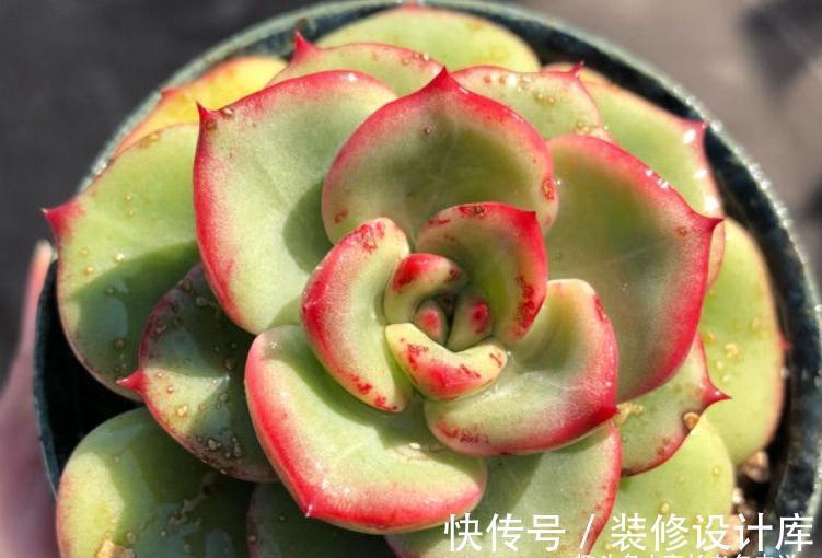 轰动、泡芙和阿玛贝利,买3次的肉友不少吧?其实它是同一种多肉