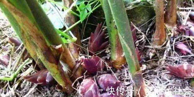 洋荷姜|此物是子宫垃圾死对头,坚持吃点,子宫越来越干净,远离妇科炎症