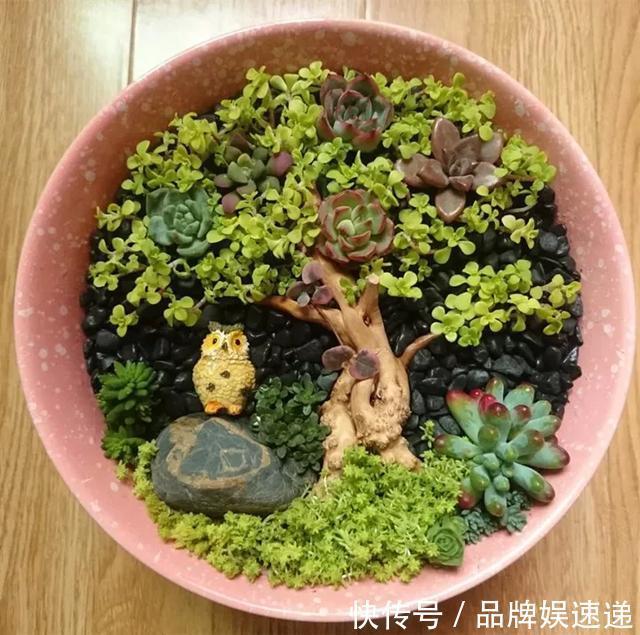 多肉拼盘玩一次就上瘾，这些创意拼法，你一定喜欢