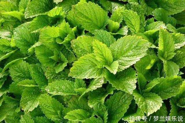 治疗|薄荷煮水，连续喝上3天，竟有几大作用，是治疗感冒的好帮手