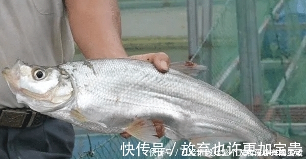 小鱼|长江该禁止钓鱼一男子长江“疯钓”野生白鱼，引网友怒怼