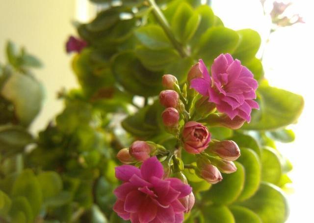 长寿花夏季花谢了 适当修剪来点肥 初秋再开一茬 粉紫色 长寿花夏季花谢了 适当修剪来点肥 初秋再开一茬 粉紫色