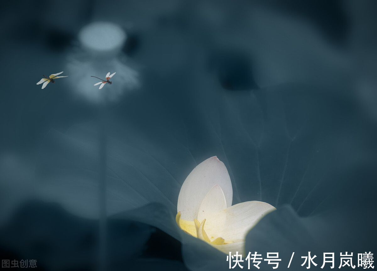 把酒问青天|宁肯媚晚凉,清风匝地随,一抹烟雨红尘事,半盏清欢岁月情