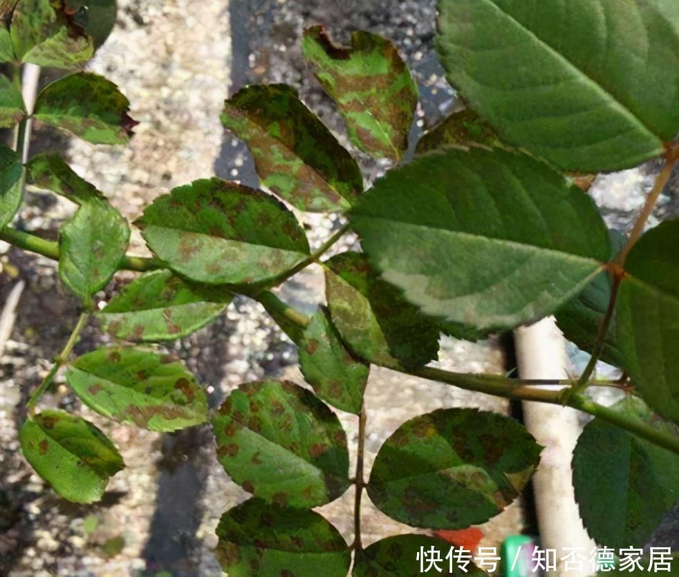 种病症|什么是月季霜霉病,又该如何做到早发现早预防?