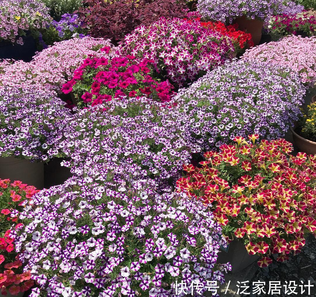 爆盆|矮牵牛想爆盆,这些基本养护方法你收好