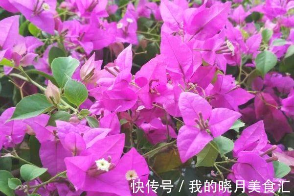 虞美人|农历十一月大雪过后，养什么花？家里养3种花，金玉满堂财源滚滚