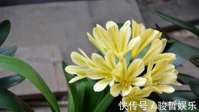 光照|君子兰难开花在盆里埋点“它”，花剑蹭蹭窜，叶子油绿开爆盆！