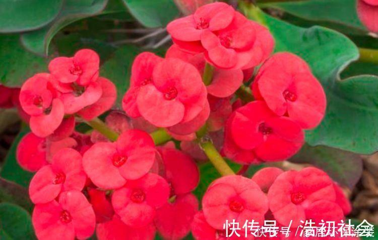 懒人的最爱的5种花，沾土就活，一盆开花上百朵，超漂亮