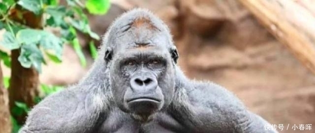 动物|天天举铁训练，肌肉还不大为何动物不运动肌肉发达程度远超人类