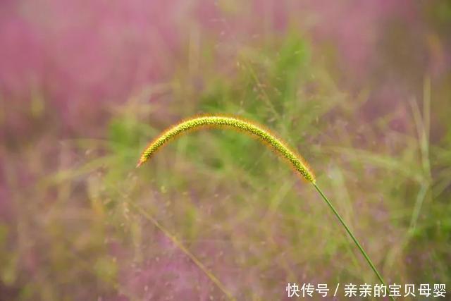 如梦似幻！这片3万平方米的粉黛乱子草花海开了