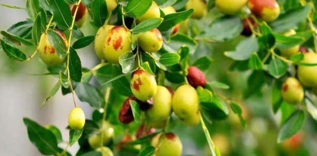 葡萄|糖尿病不想自找难受,别碰4种“升糖王”,否则胰岛素也难救你