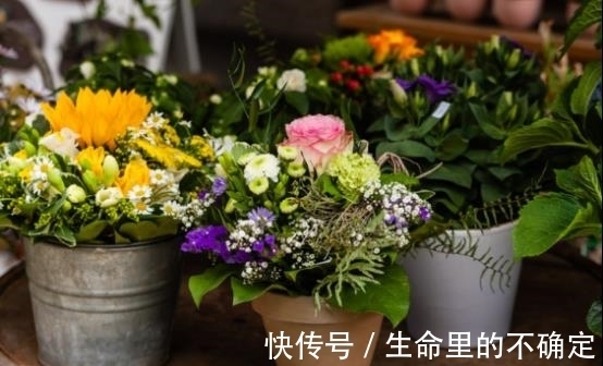 农历十月十八小雪后,养什么花?家里养3种花,开开心心快快乐乐