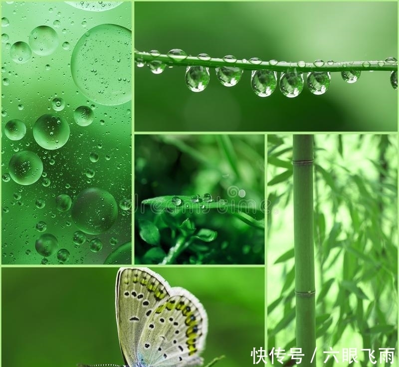 竹叶|一曲清商,故园几度,竹摇清影罩幽窗,两两时禽噪夕阳