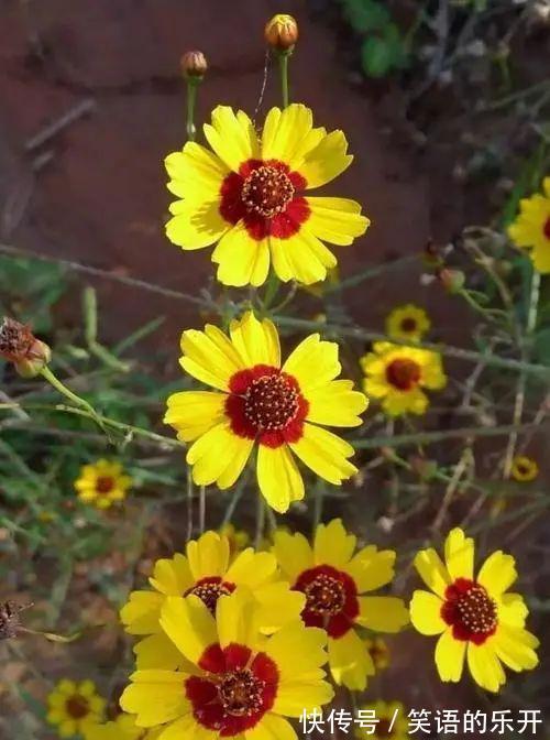 两色金鸡菊的红色斑块很有趣,咱们看到的是美,蜜蜂看到的是蜜!