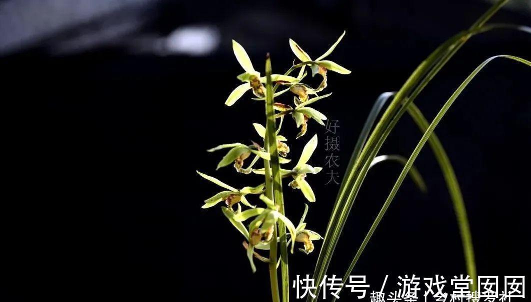 兰花春化的技巧，谨防花苞在冬眠期复苏，新手兰友想做却不敢做