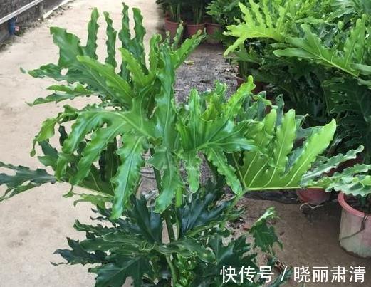 室内养5种观叶盆栽,美观大气,上档次,长势旺,叶片油绿发亮