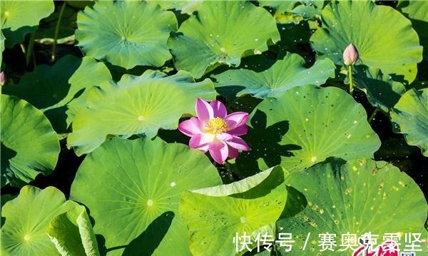 沙湖|宁夏沙湖万亩荷花竞相开放 娇艳清新惹人醉