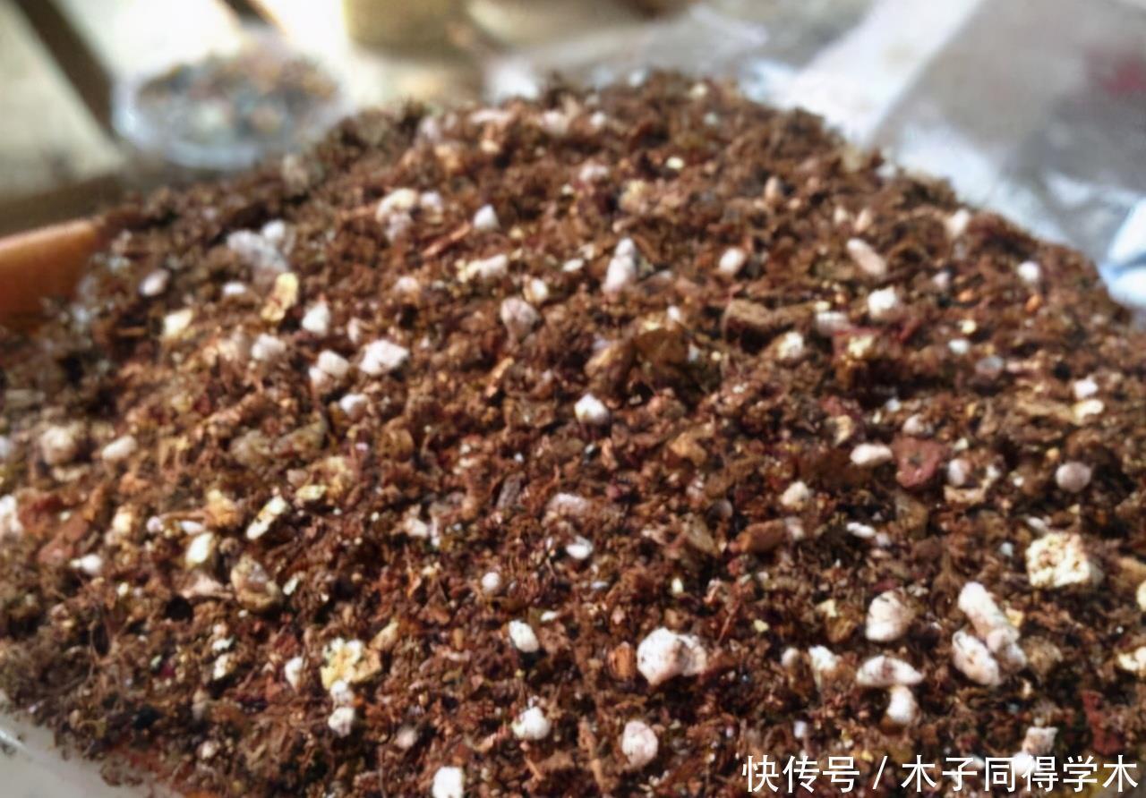 长寿花老不活?5个要点做到,“百分百”成活,长满一阳台花骨朵