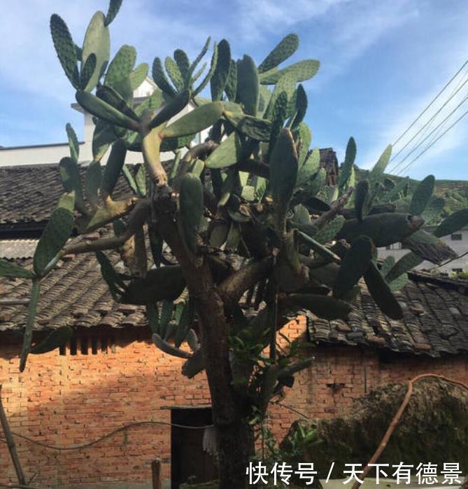 仙人掌如果掌握4个技巧,也能养成“仙人树”,方法很简单