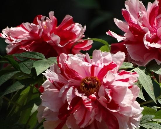 家里“3种花”不能见光，放暗处“摆好”，叶片油亮、花儿开得旺