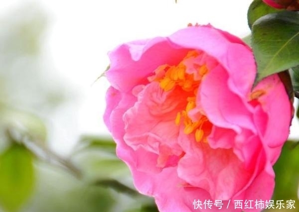 茶花只结蕾，不开花怎么办？可能是这3个方面的原因