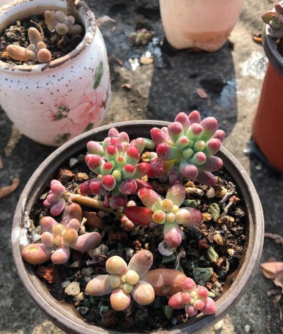 多肉土里有虫卵怎么办