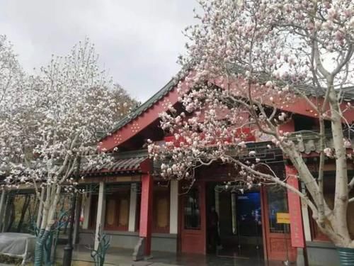 珠珠|花期正好!趵突泉畔的玉兰蜡梅绽放啦!喜气洋洋迎新春!
