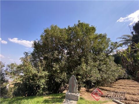 【新春走基层】探访大滇西旅游环线上的白莺山千年古茶树群