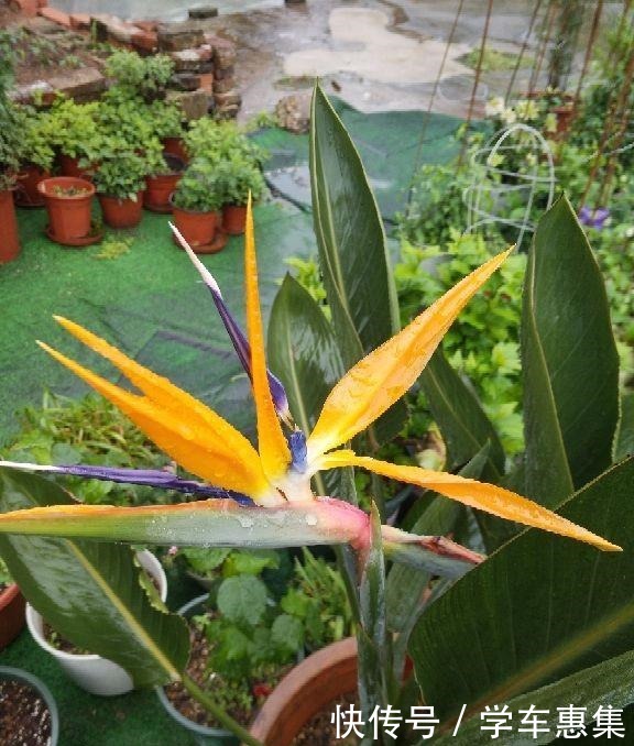 5种气质花超好养,家里养一盆,气质瞬间提好几度!