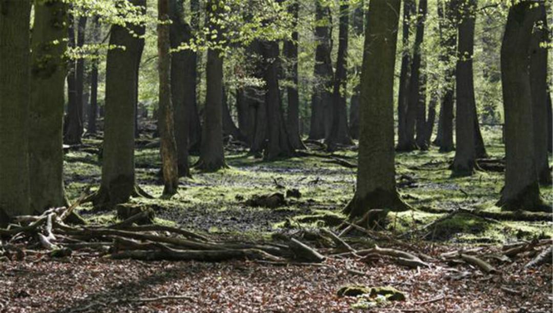 唐诗|一首很经典的集句诗,前面三句化用唐诗,只有最后一句才是原创