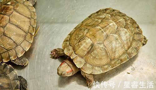 共性|生命，到底在于运动还是静养？对千名长寿老人的研究结果给出答案