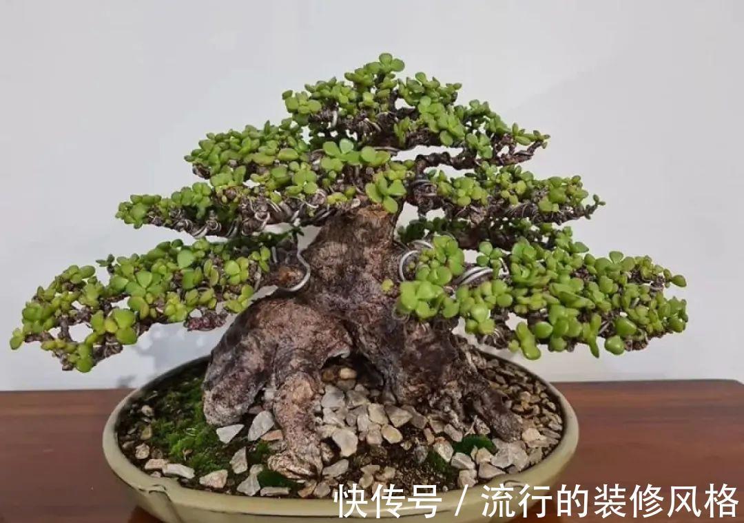 这花就要养老桩，年年开花，越老越值钱