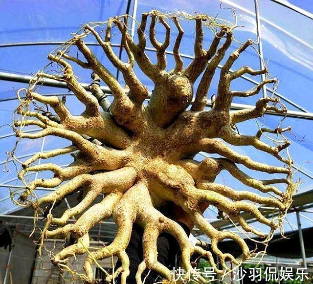 沙漠玫瑰掉光叶子|沙漠玫瑰掉光叶子什么时候发芽注意“几点”,发芽快,长势好!