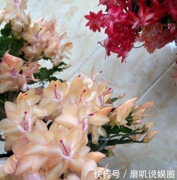 养花|什么生根水、生根粉，通通都比不上这种油！盆里倒一点，花草疯长