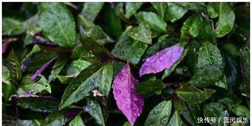 野生植物|乡下一种野草,人称观音菜,价值珍贵,营养丰富,药用价值高