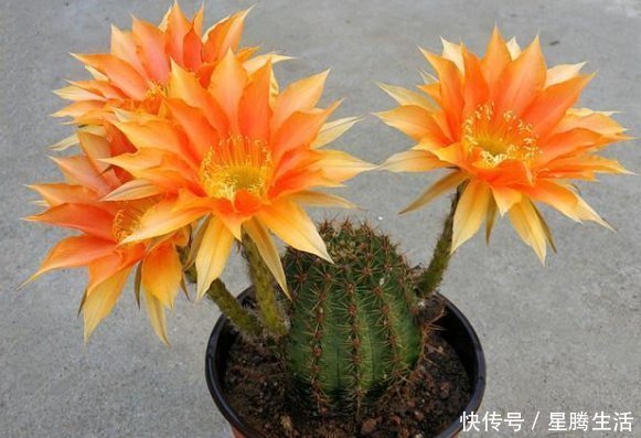开花漂亮的仙人球,一年可以多次开花,有很高的观赏价值