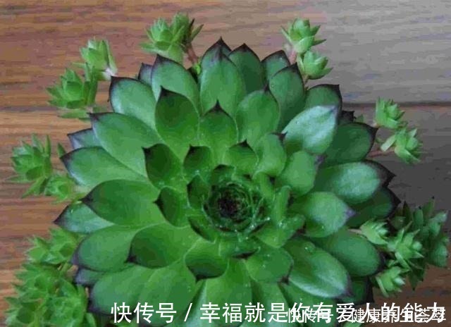 群生|观音莲这样养,“小莲花”围一圈,从普货到“贵货”,就差这一步!