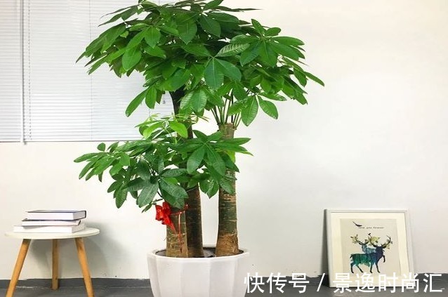 院中有五树,子孙一直富,五树分别是什么树?有何寓意