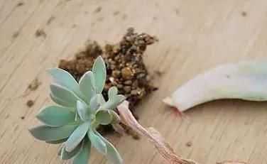 蟹爪兰|养花爱好者看过来这15种花现在“扦插”,生根快,一个周就长芽