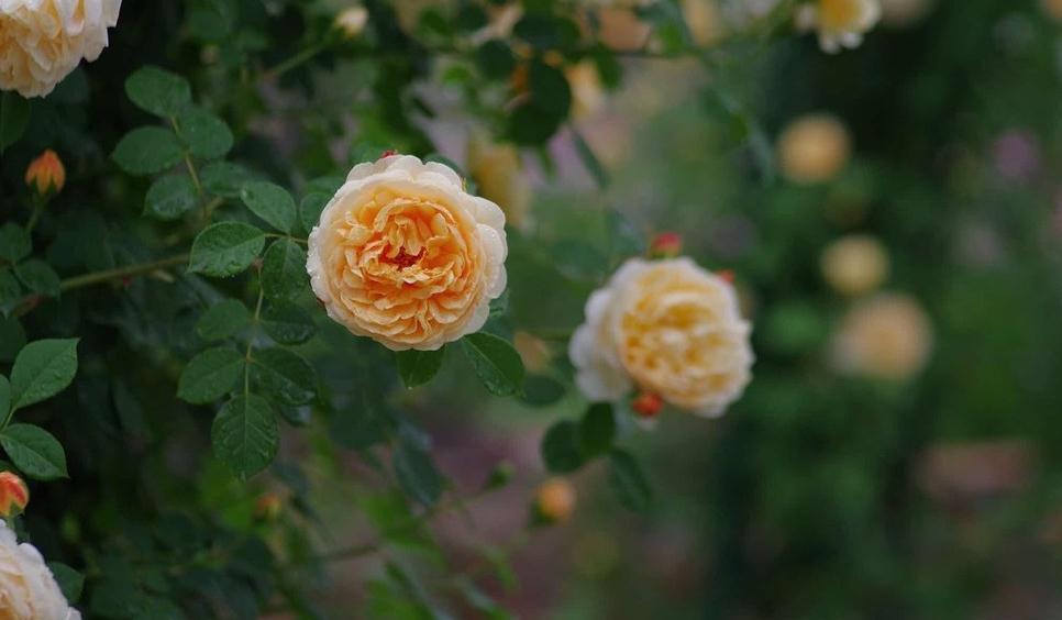 老枝|又到了欧月爆花的季节,这样养护爬满你的院子