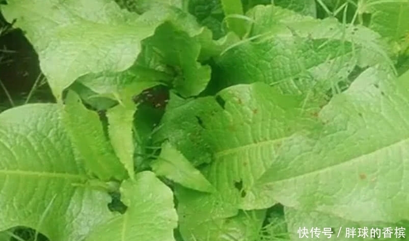 老家|农村人除不尽的这种野草,是廉价的良药,价值极高你们老家有没有