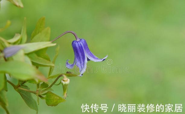 秋末8种花草会“假死”,别整盆扔掉,否则亏大了