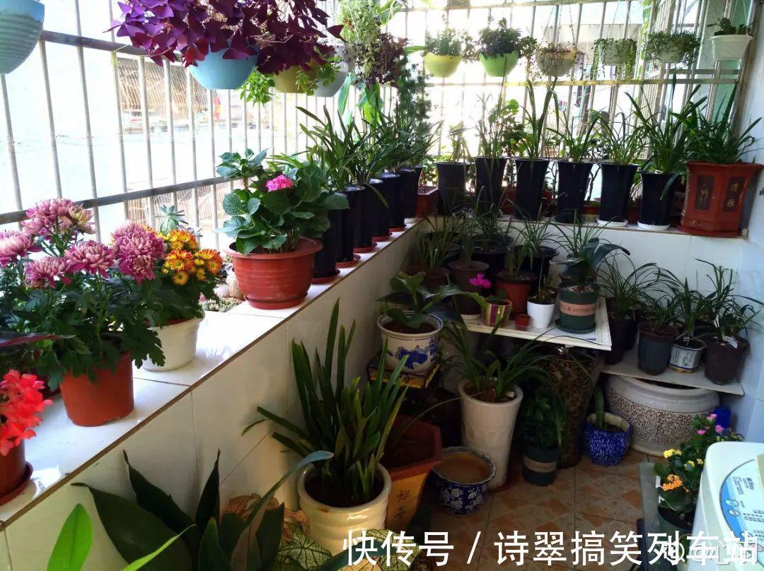 阳台党的烦恼,没有院子,只能挖空心思养花