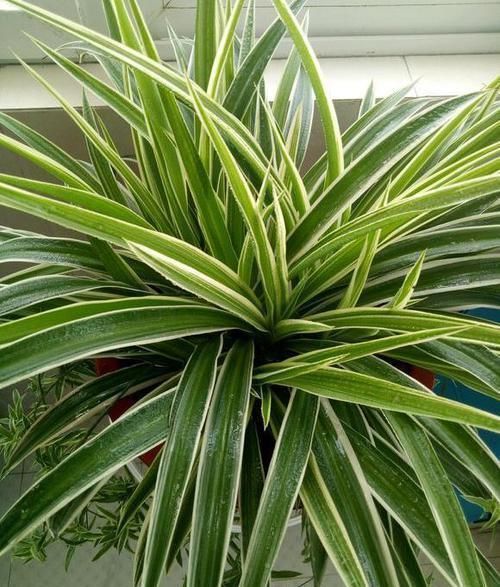 吊兰|吊兰盆里,每月用“它”浇一次,猛长“小吊兰”,太好看