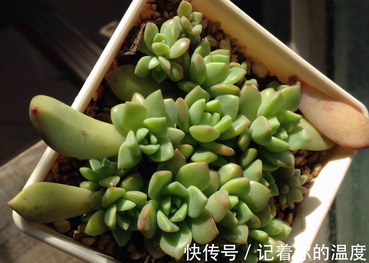 多肉叶子想长成小苗,为养花人,上盆前后要多提防“不当之举”
