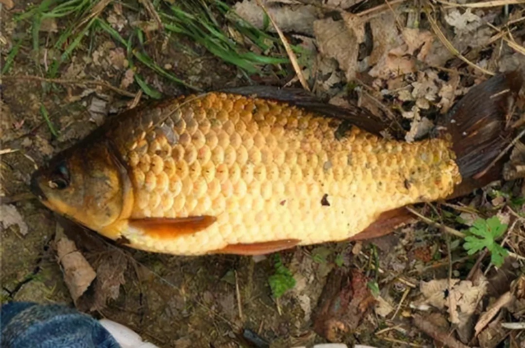 钓法|冬钓诱鱼不够快?那是你没按套路出牌,试试这几招,刚下钩就有口