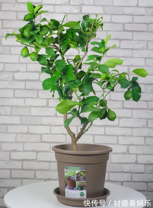 绿油油|6种杀菌花，杀菌去异味，家里空气更干净！