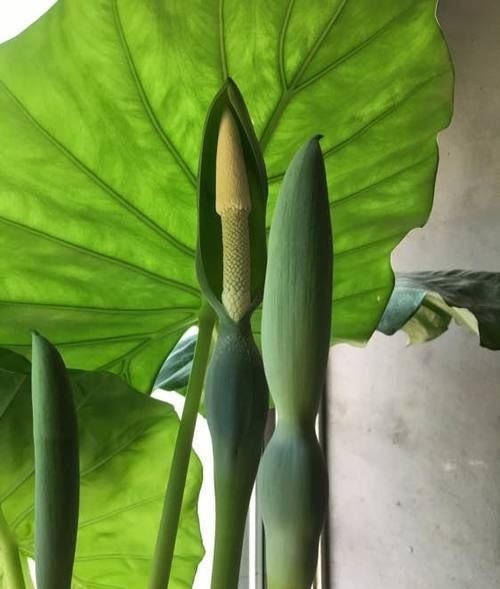 养花不能什么植物都往家里搬,5种花养在室内有隐患